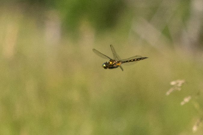 miedziopierś żółtoplama  - Katarzyna Matusik