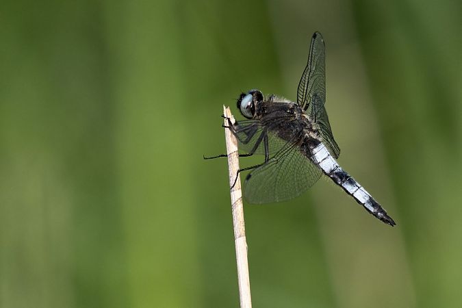 Spitzenfleck  - Katarzyna Matusik