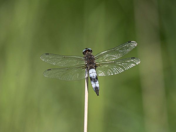 Libellule fauve  - Katarzyna Matusik
