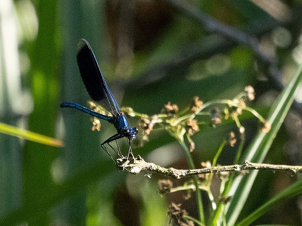 świtezianka błyszcząca  - Katarzyna Matusik