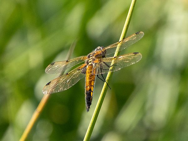 Four-spotted Chaser  - Katarzyna Matusik