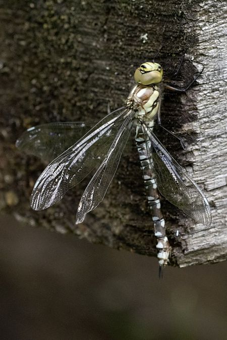 żagnica sina  - Katarzyna Matusik