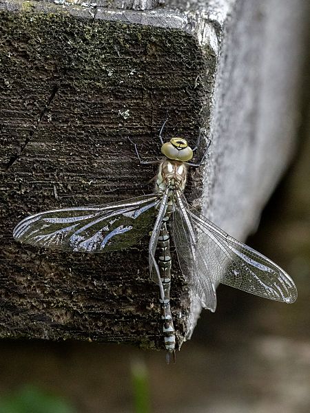 Blaugrüne Mosaikjungfer  - Katarzyna Matusik