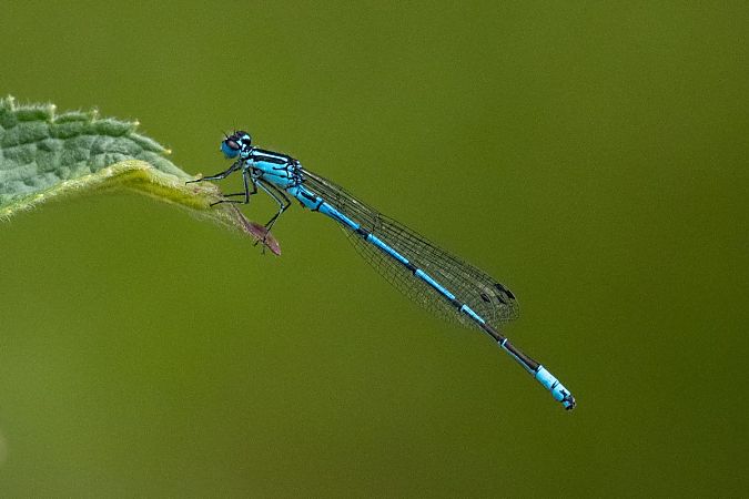 Hufeisen-Azurjungfer  - Katarzyna Matusik