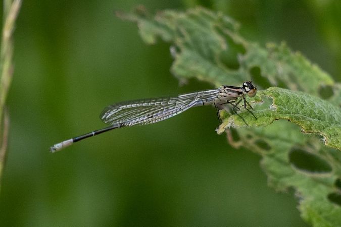 Hufeisen-Azurjungfer  - Katarzyna Matusik