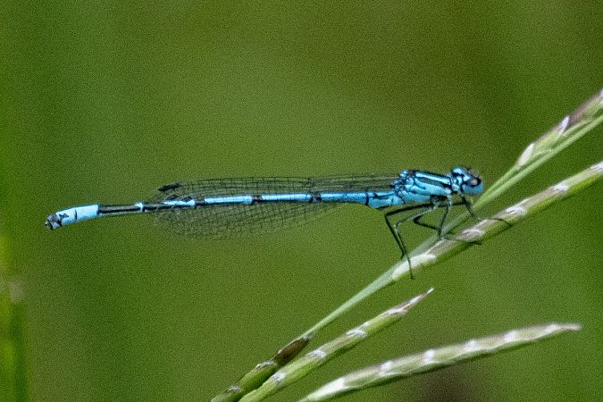 łątka dzieweczka  - Katarzyna Matusik