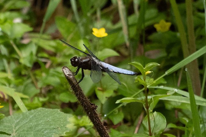 ważka płaskobrzucha  - Katarzyna Matusik