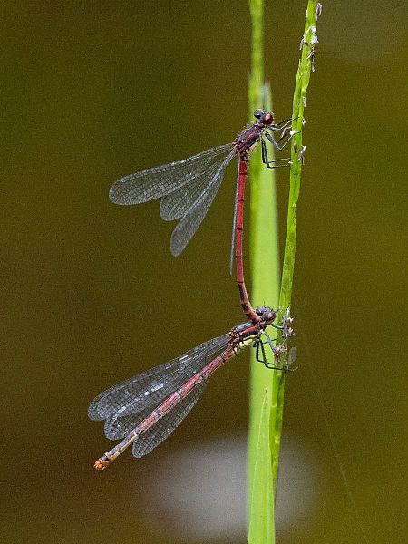łunica czerwona  - Katarzyna Matusik