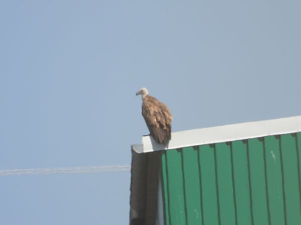 Gänsegeier  - Sławomir Karpicki