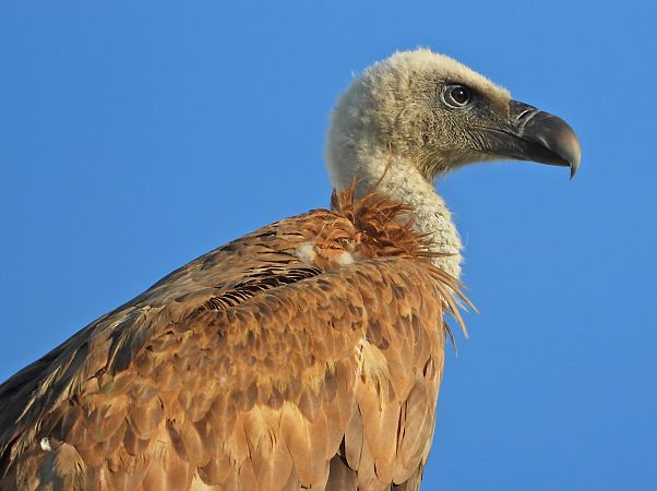 Vautour fauve  - Tomasz Kobylas