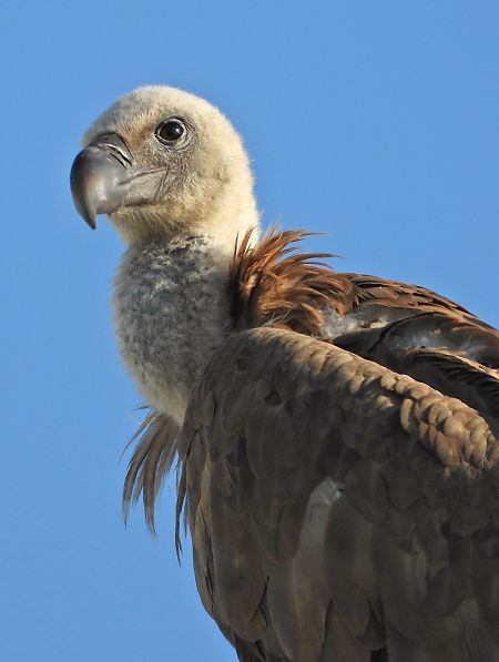 sęp płowy  - Tomasz Kobylas