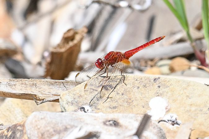 Broad Scarlet  - Daniel Stasiowski