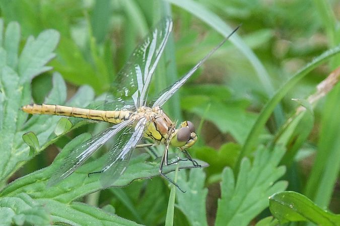 Gemeine Heidelibelle  - Daniel Stasiowski
