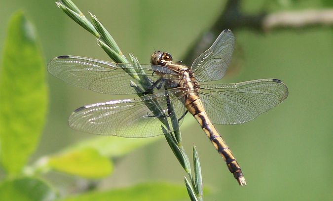 lecicha białoznaczna  - Michał Polakowski