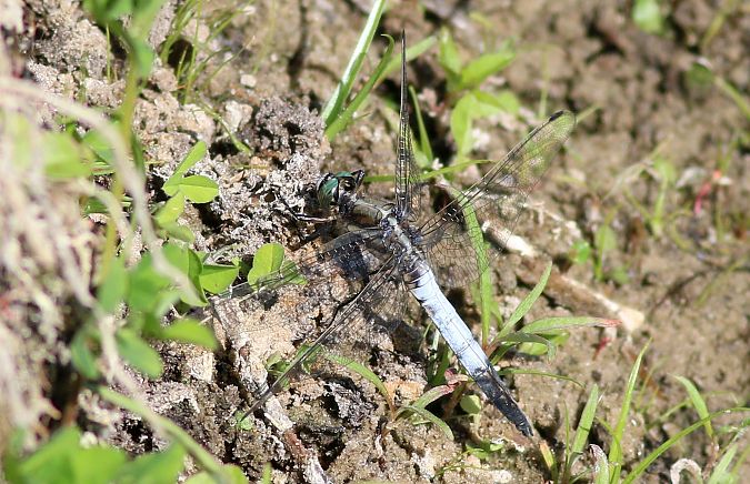 lecicha białoznaczna  - Michał Polakowski