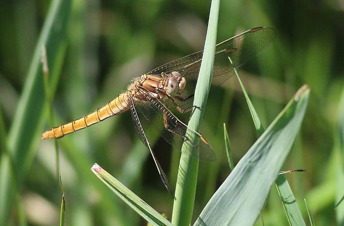 lecicha południowa  - Michał Polakowski