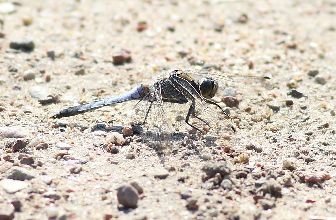 lecicha pospolita  - Michał Polakowski