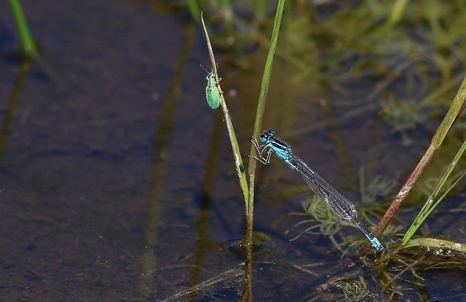 tężnica mała  - Michał Polakowski