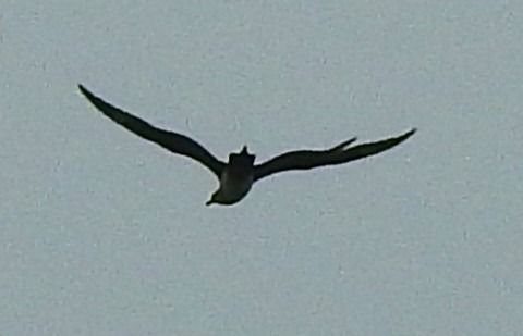 Parasitic Jaeger  - Robert Wakulski