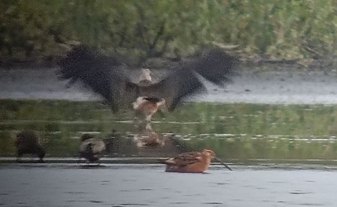 Bécassin à long bec  - Marcin Sołowiej