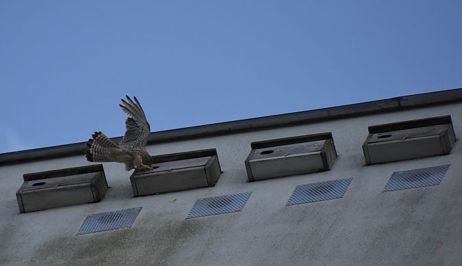 Turmfalke  - Hanna Żelichowska