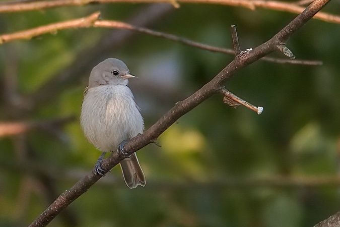 Rémiz penduline 