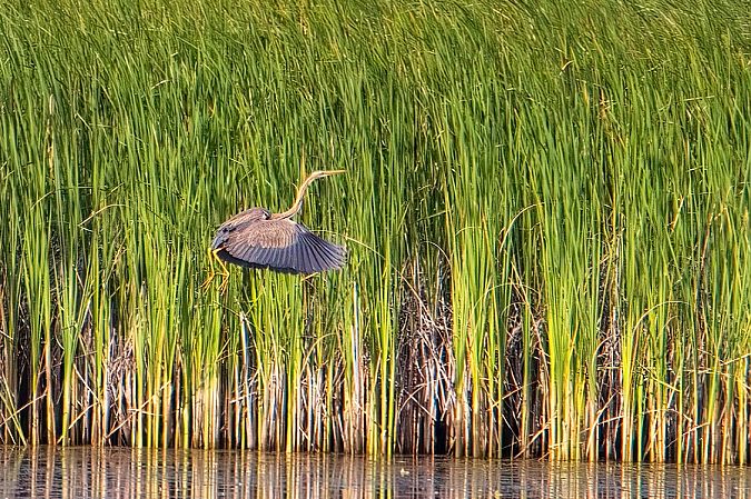 Purple Heron 