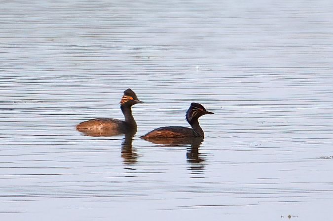 Black-necked Grebe 
