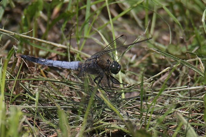 lecicha pospolita  - Mariusz Zub