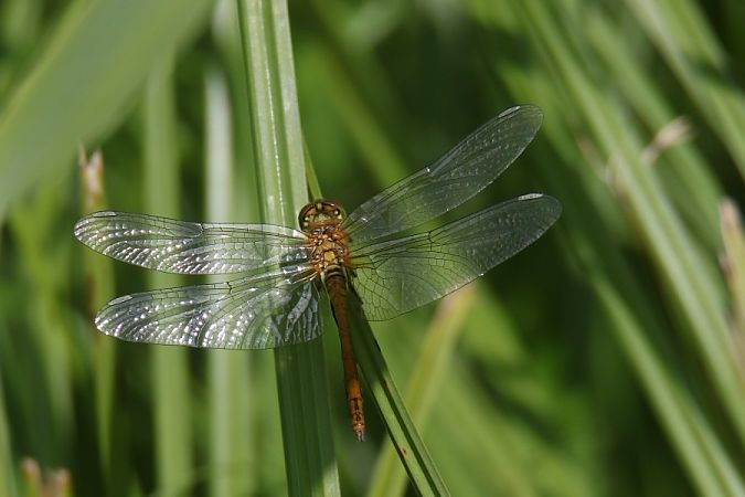 szablak krwisty  - Mariusz Zub