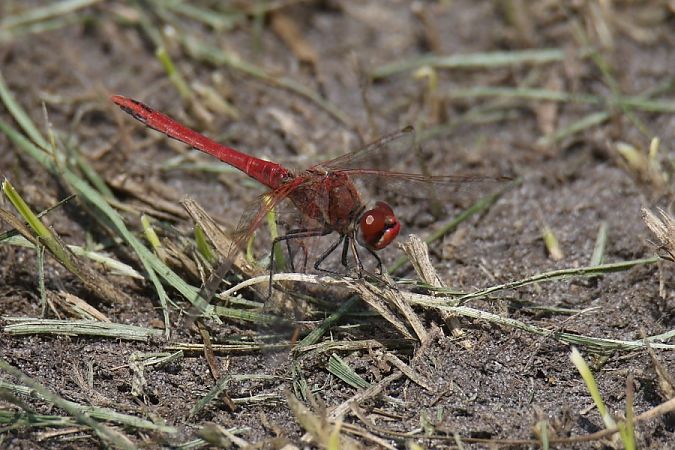szablak wędrowny  - Mariusz Zub