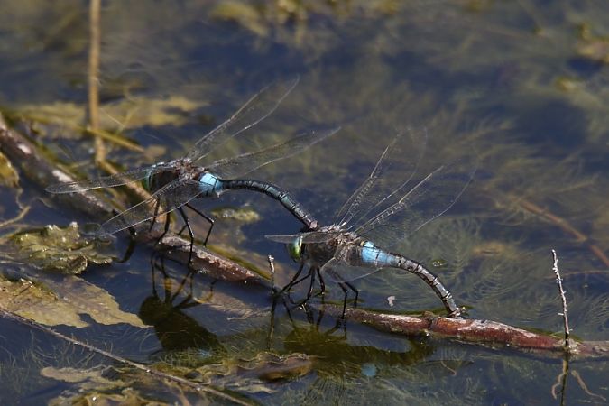 husarz ciemny  - Mariusz Zub