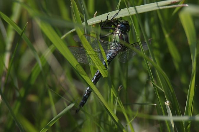 żagniczka wiosenna  - Mariusz Zub