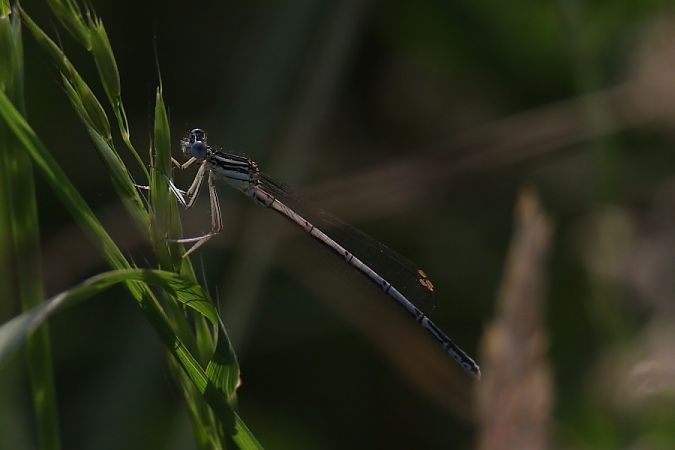 pióronóg zwykły  - Mariusz Zub