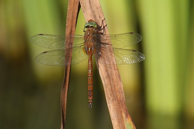 żagiew ruda  - Mariusz Zub