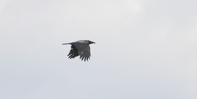 Hybrid Carrion x Hooded Crow  - Jarosław Słowikowski