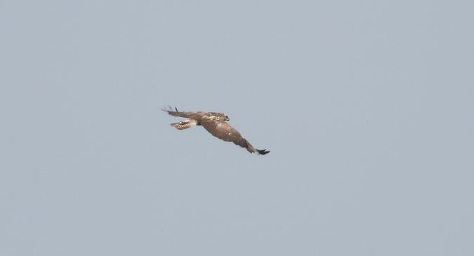 Buse variable  - Jarosław Słowikowski