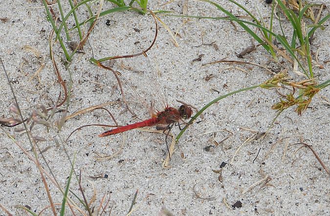 Frühe Heidelibelle  - Jarosław Słowikowski