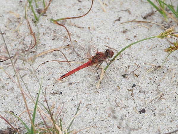 Frühe Heidelibelle  - Jarosław Słowikowski