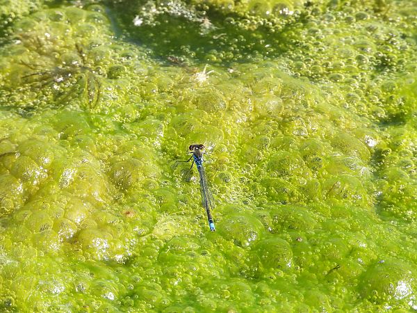 oczobarwnica większa  - Jarosław Słowikowski