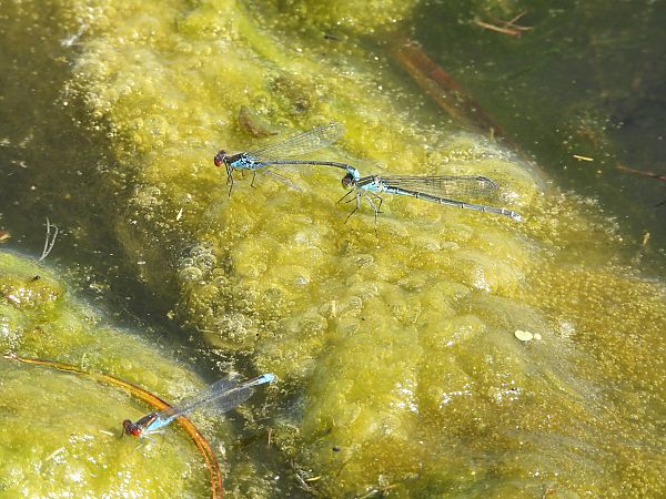 Naïade aux yeux rouges 