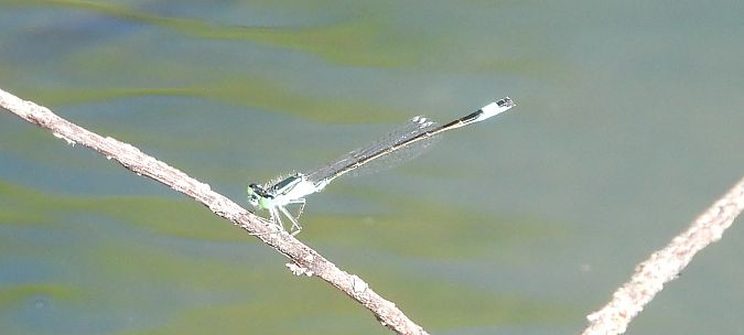 tężnica wytworna  - Jarosław Słowikowski