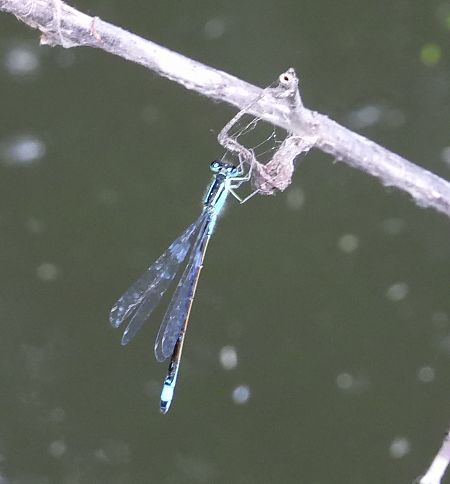 nimfa stawowa  - Jarosław Słowikowski