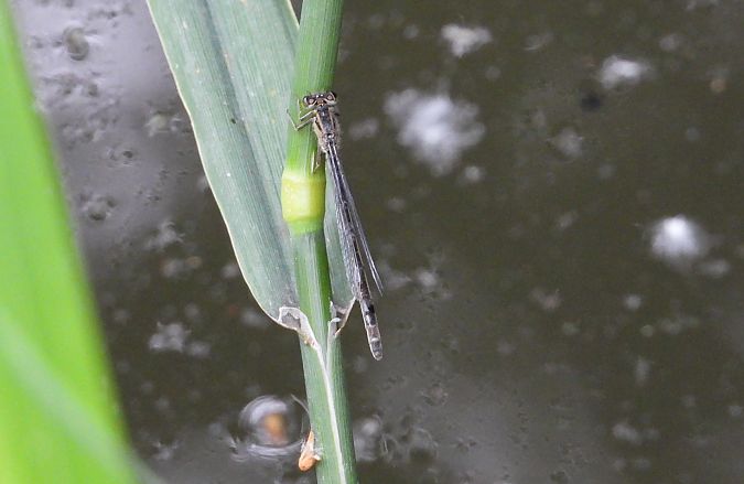 tężnica wytworna  - Jarosław Słowikowski