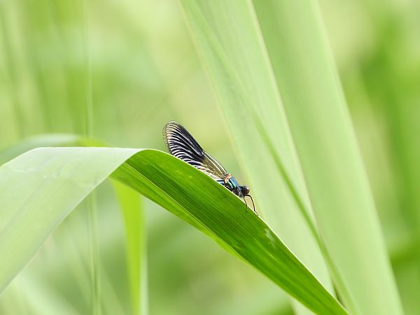 świtezianka błyszcząca  - Jarosław Słowikowski