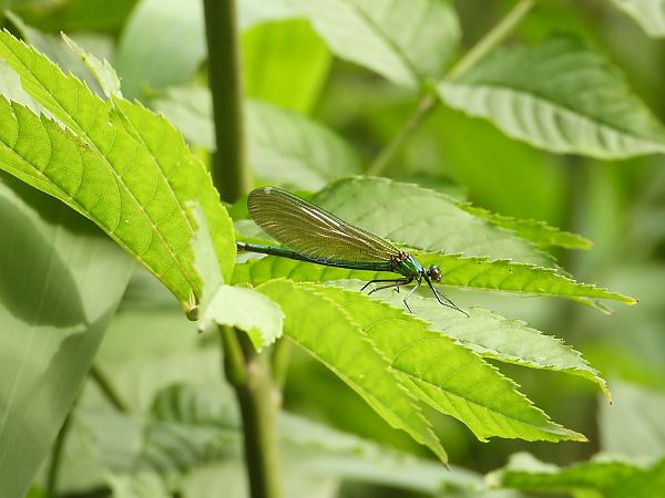świtezianka błyszcząca  - Jarosław Słowikowski