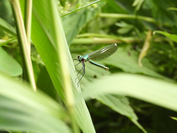 świtezianka błyszcząca  - Jarosław Słowikowski