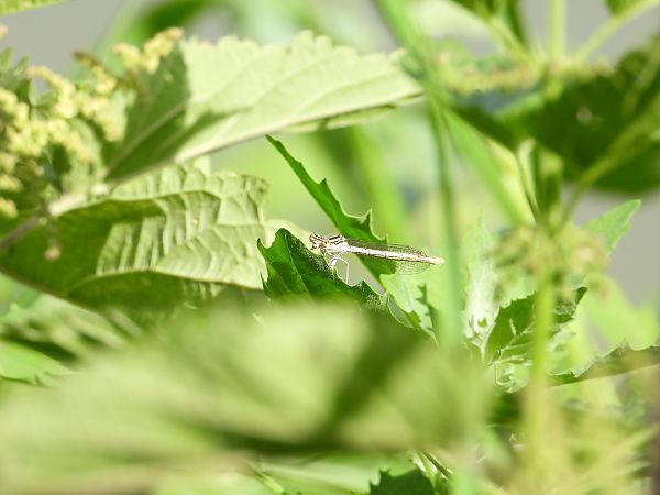 pióronóg zwykły  - Jarosław Słowikowski