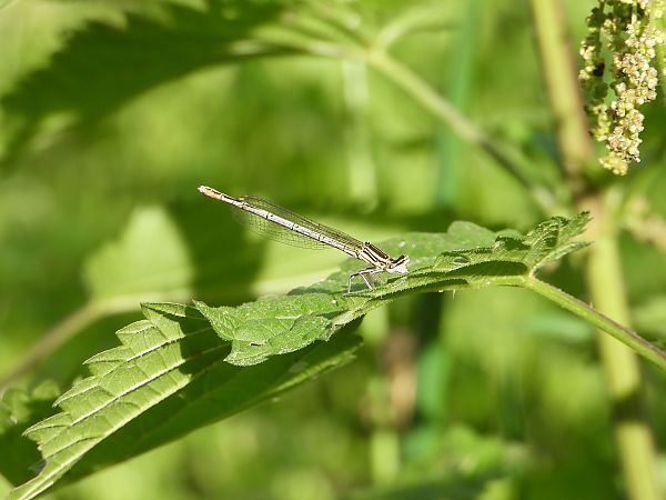 Blue Featherleg  - Jarosław Słowikowski