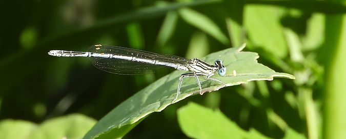 Pennipatte bleuâtre 